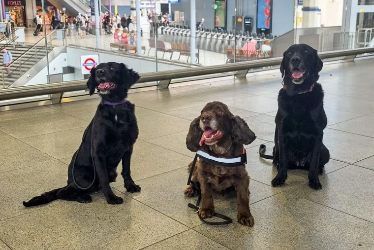 Waterloo Station's new security - 3 adorbs dogs. SWR